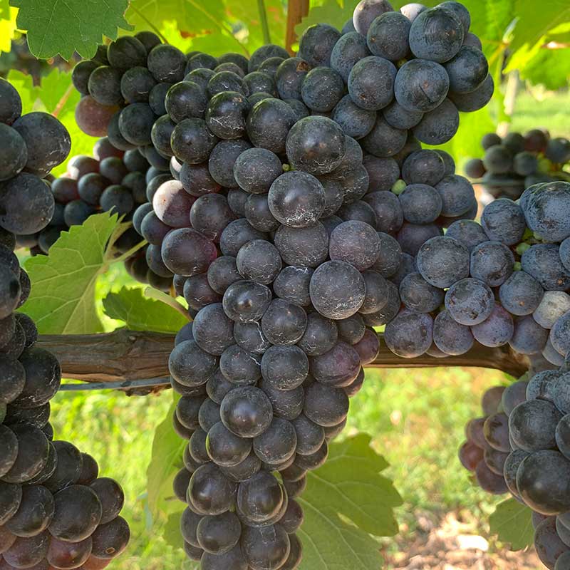 Pennsylvania wine grapes