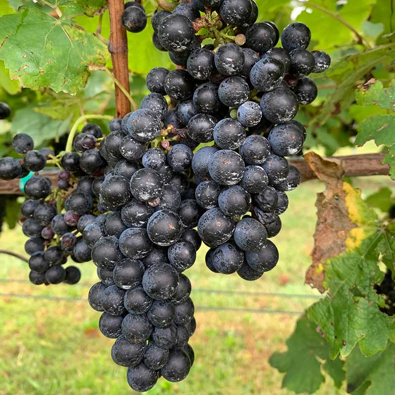 Pennsylvania wine grapes