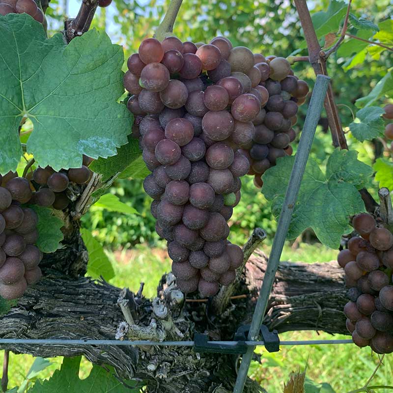 Pennsylvania wine grapes