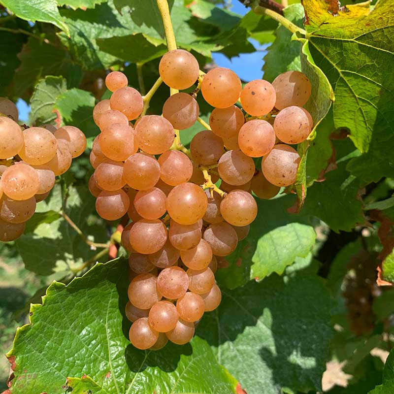 Pennsylvania wine grapes