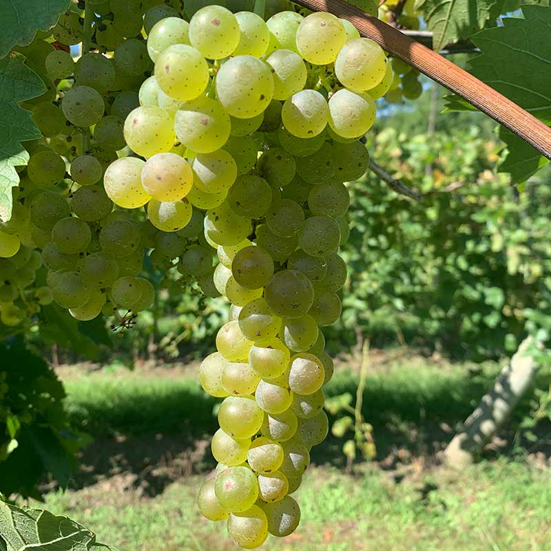 Pennsylvania wine grapes