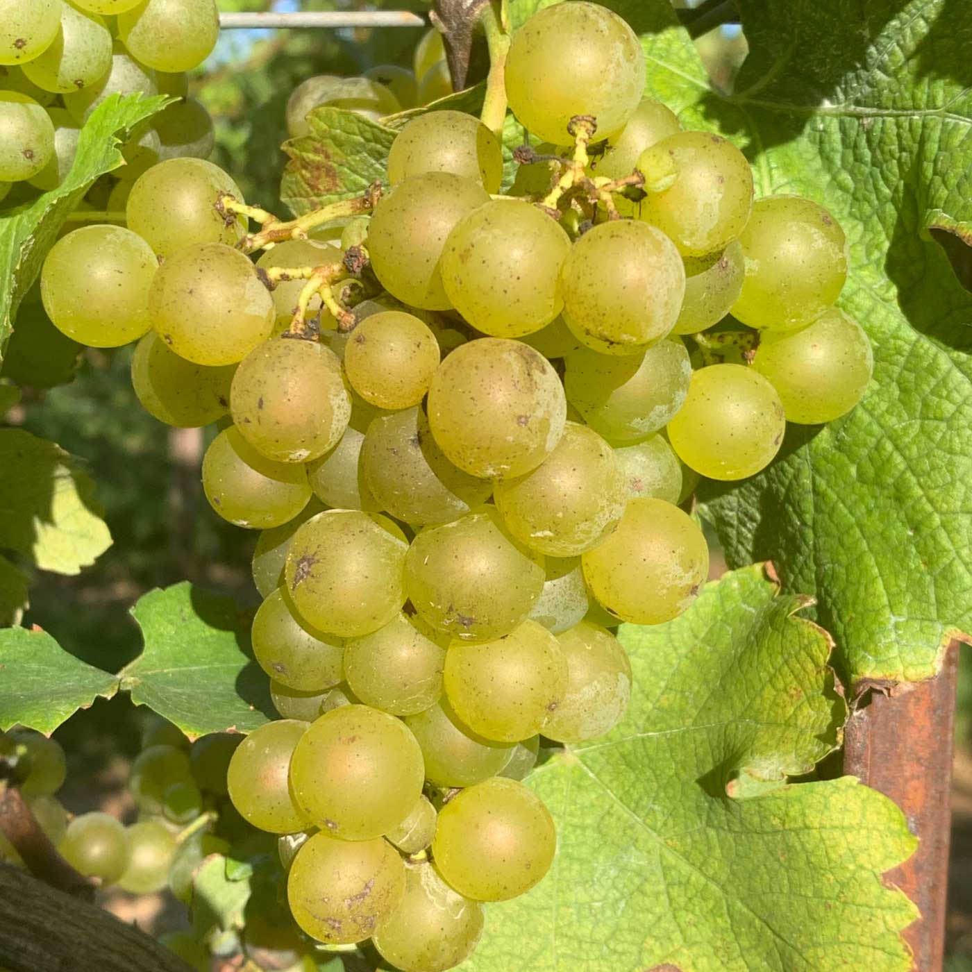 Albariño
