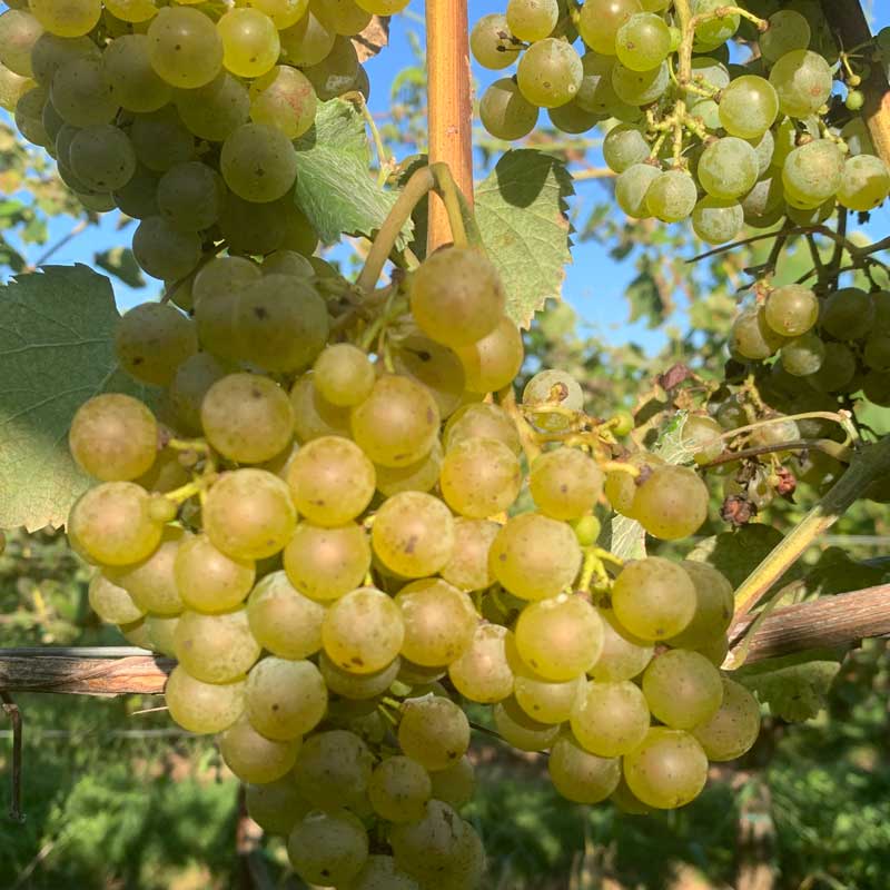 Albariño