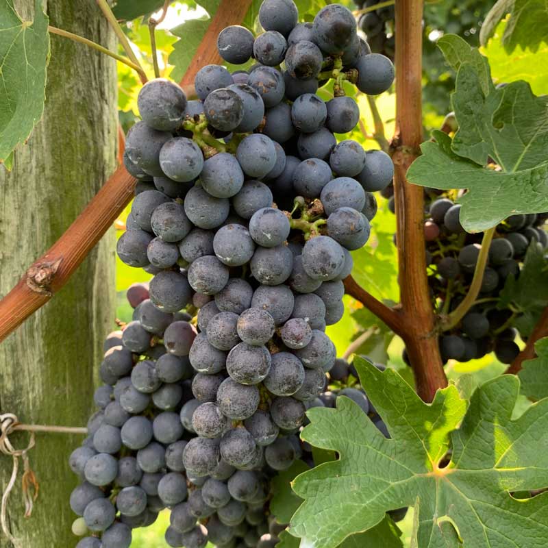 Cabernet Sauvignon