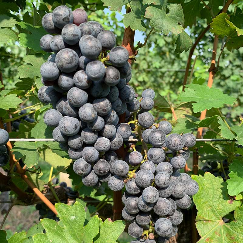 Cabernet Sauvignon