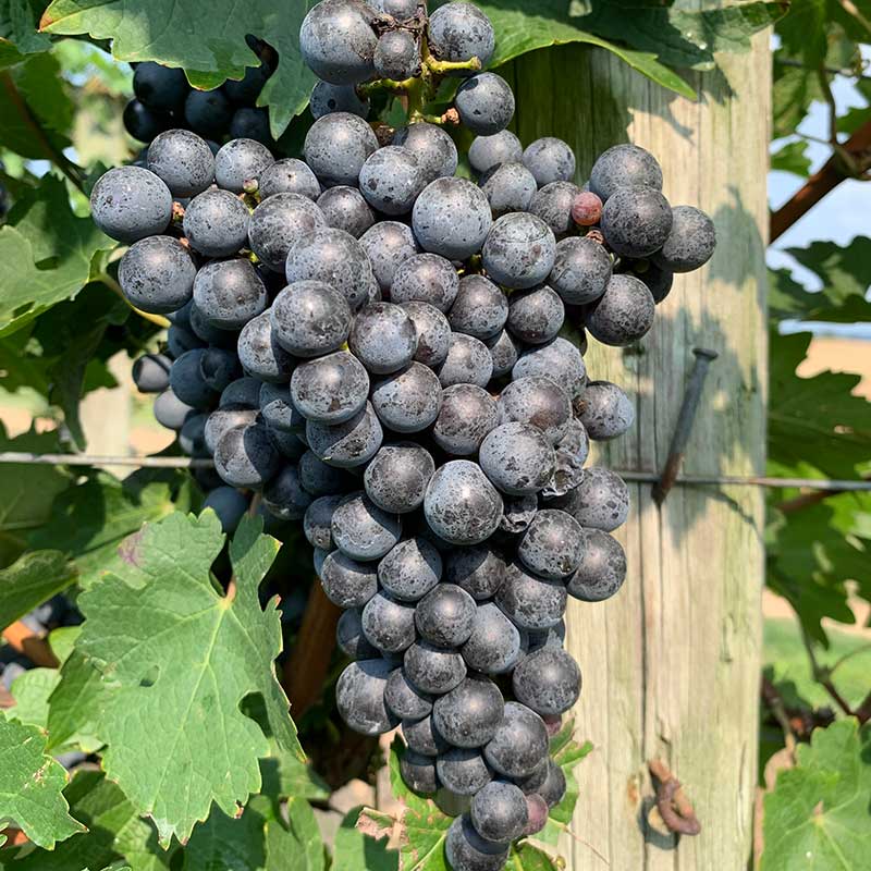 Cabernet Sauvignon