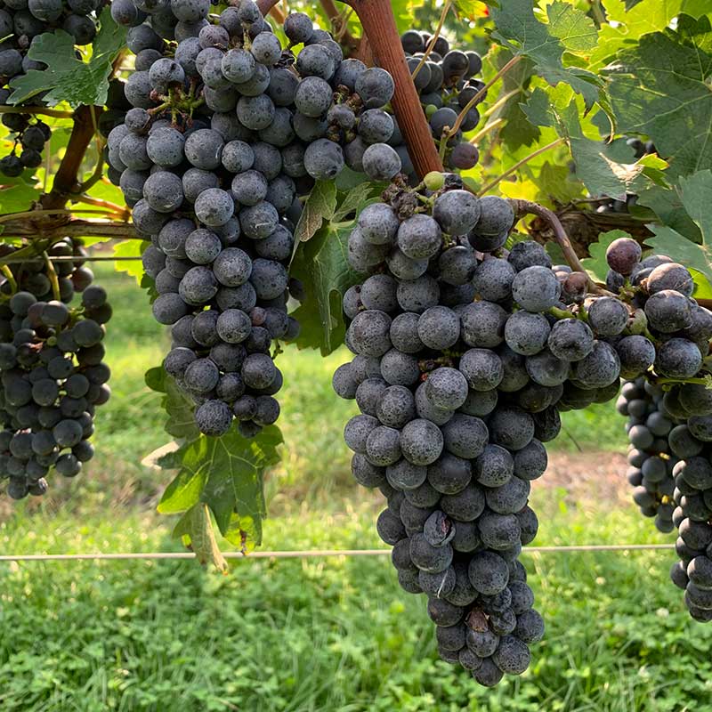 Cabernet Sauvignon