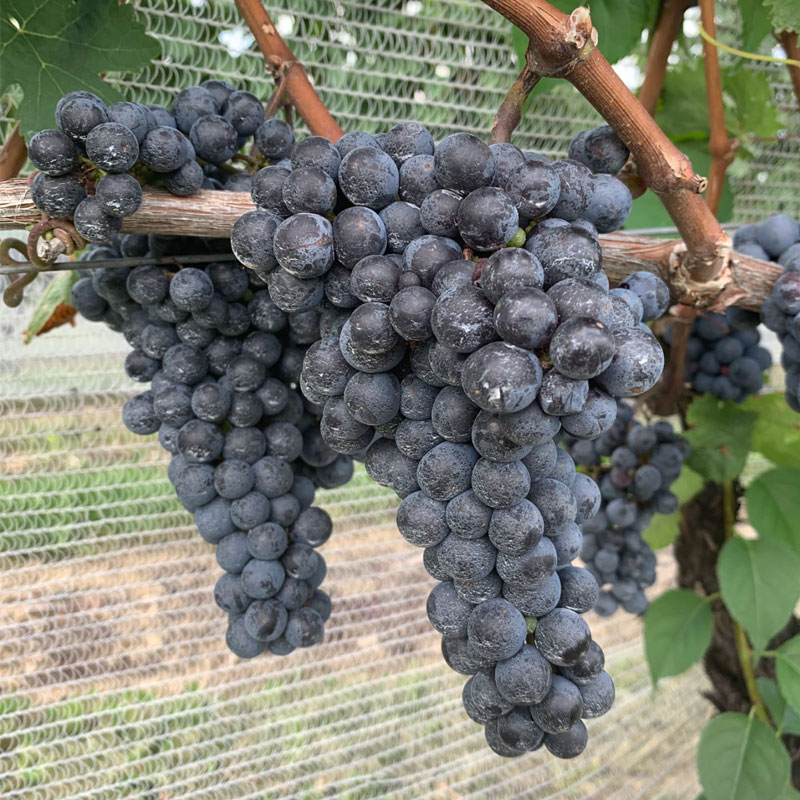 Cabernet Franc