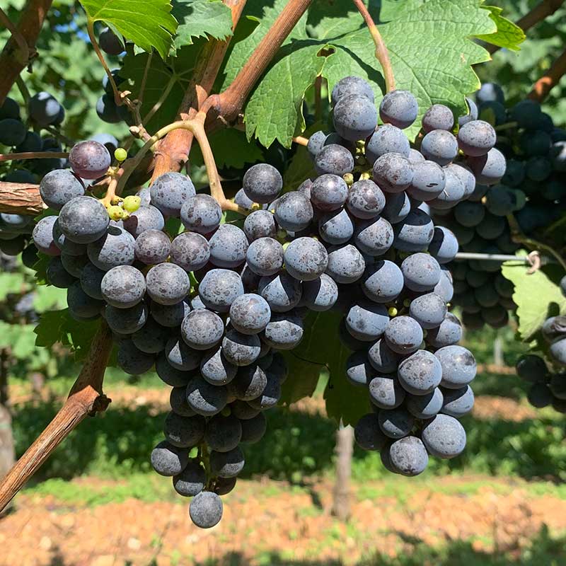 Cabernet Franc