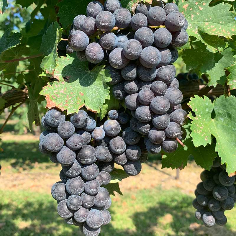 Cabernet Franc