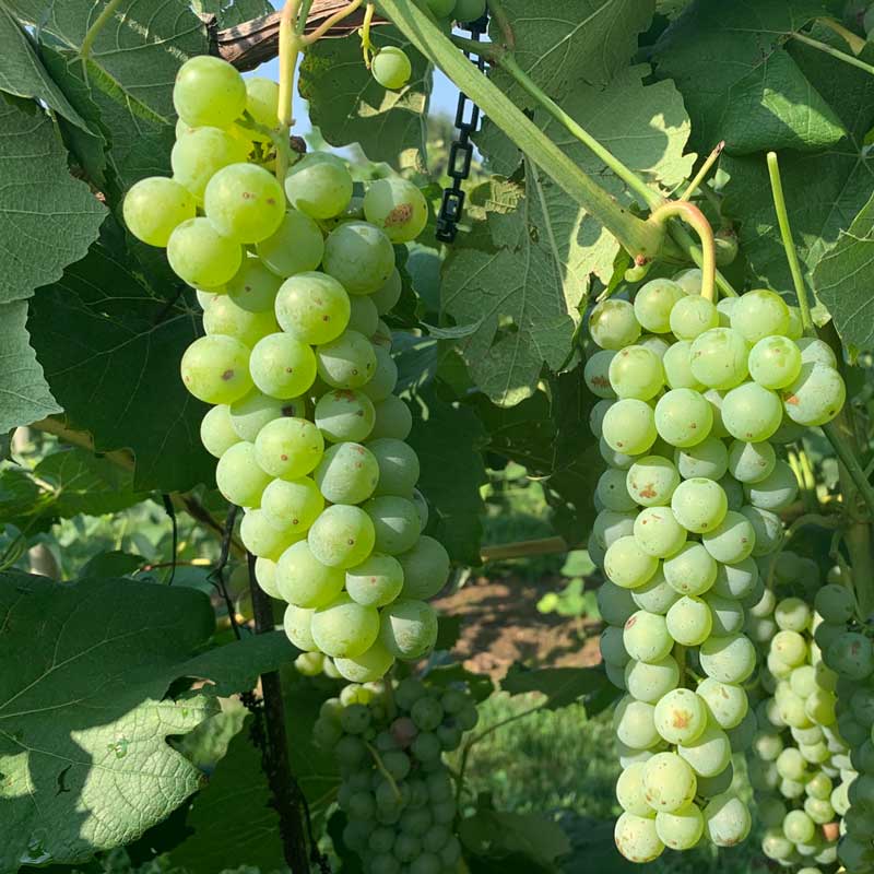 Cayuga white