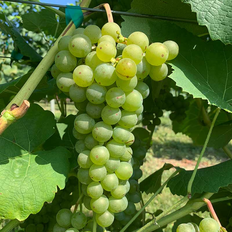 Cayuga white