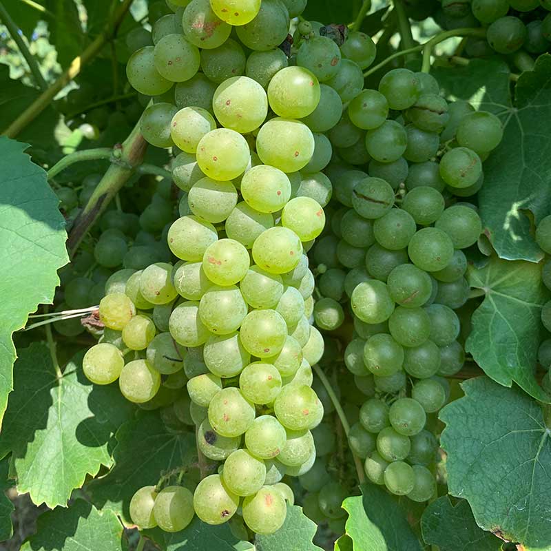 Cayuga white