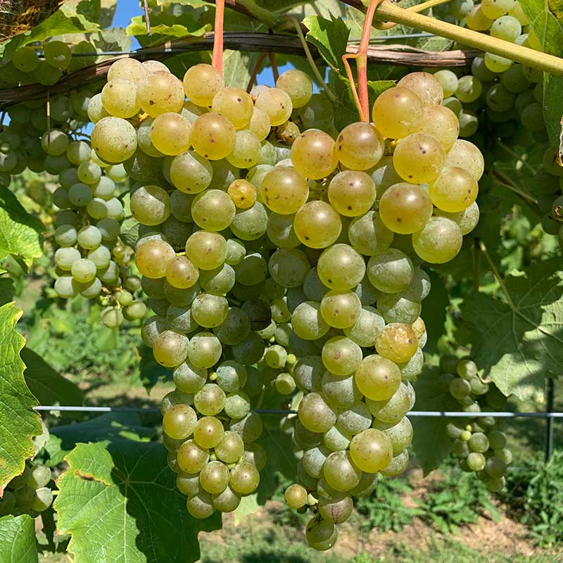 Cayuga white