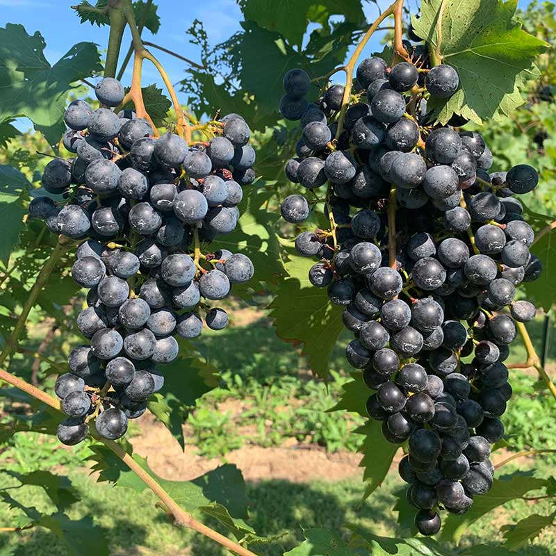 Chambourcin