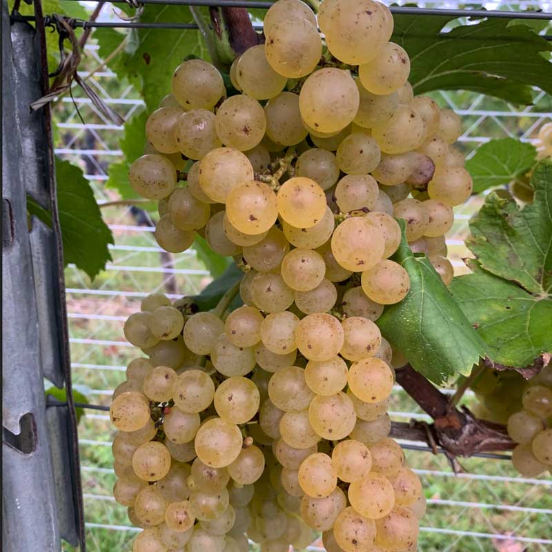 Chardonel