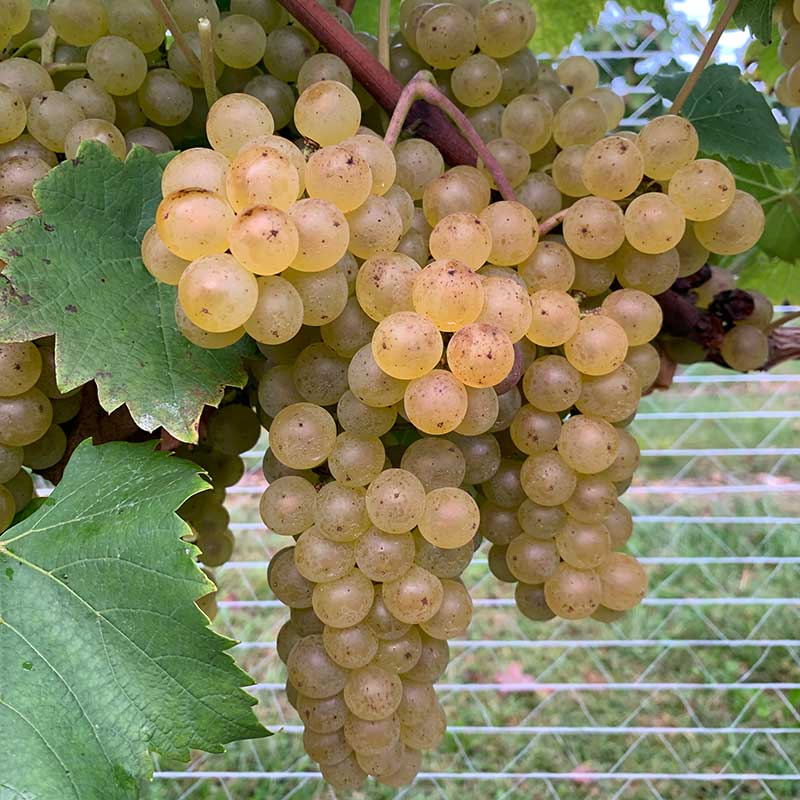 Chardonel