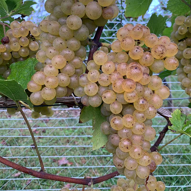 Chardonel
