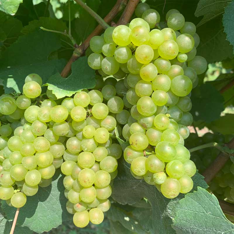 Chardonnay