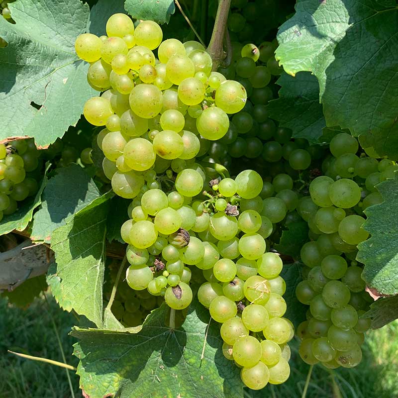 Chardonnay