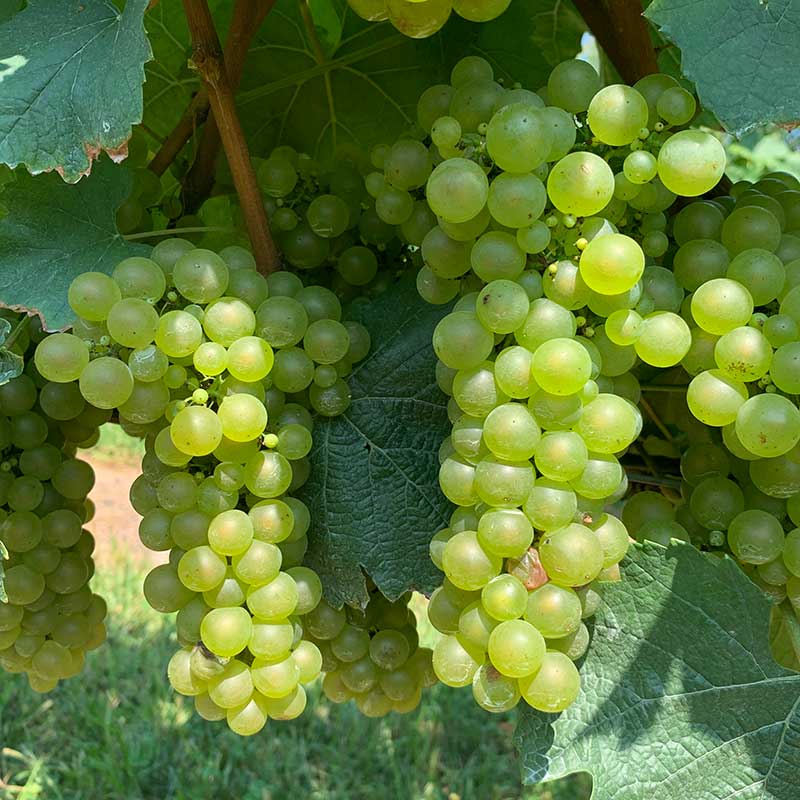 Chardonnay