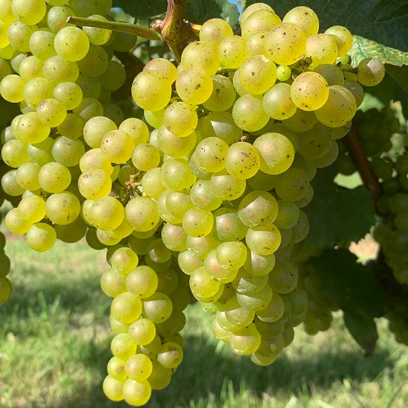 Chardonnay