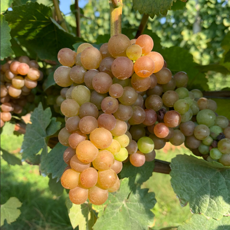 Gewürztraminer