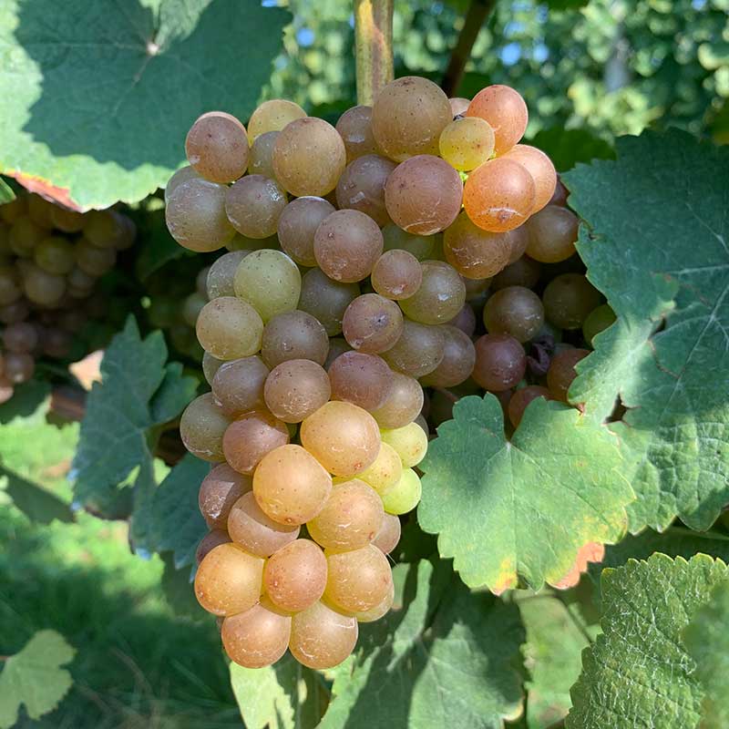 Gewürztraminer