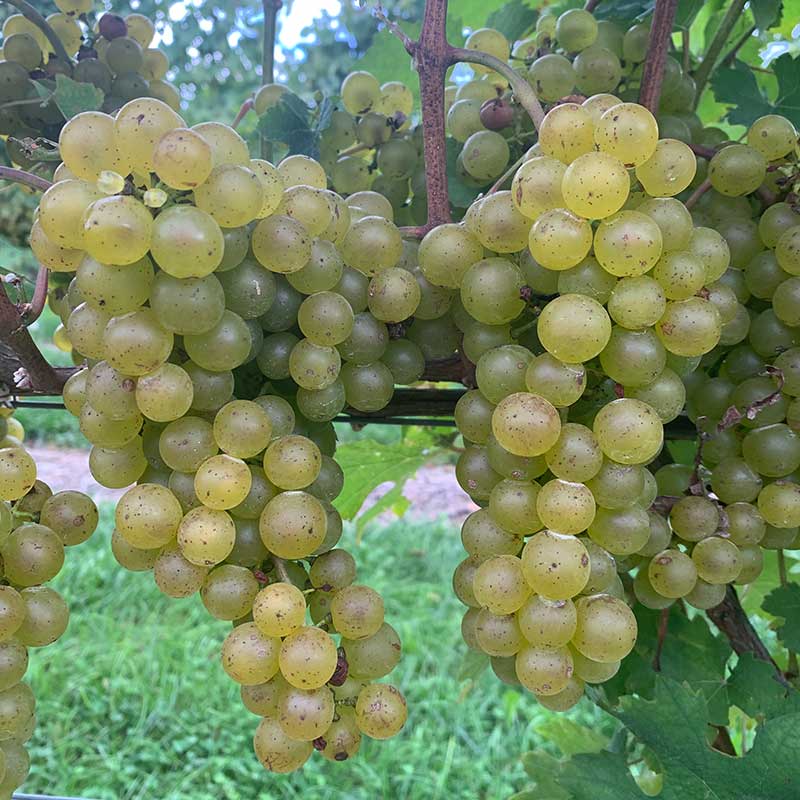 Grüner Veltliner