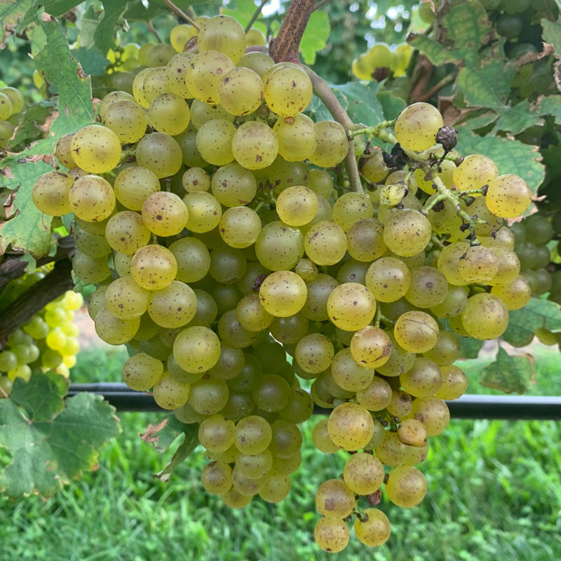 Grüner Veltliner