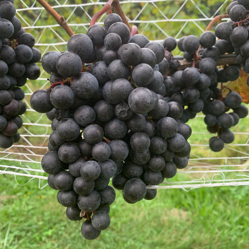 Malbec