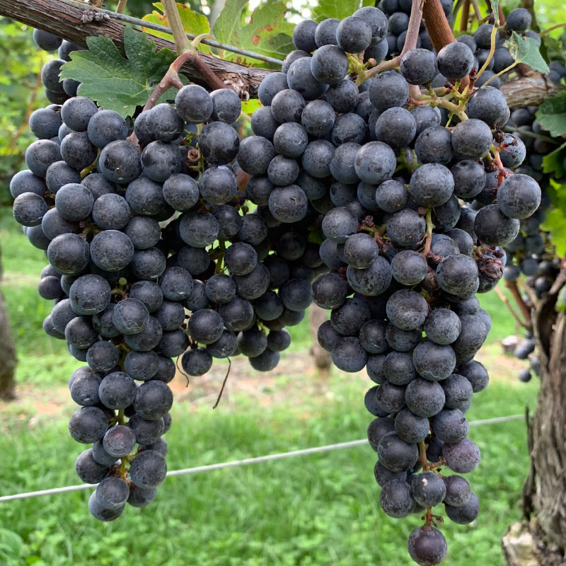 Merlot