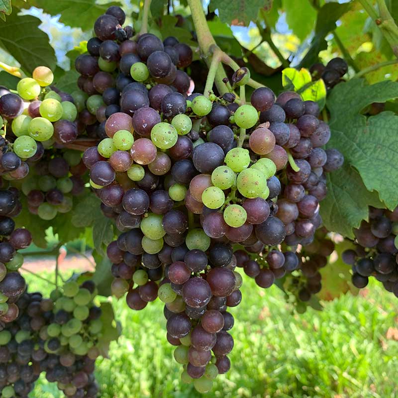 Merlot