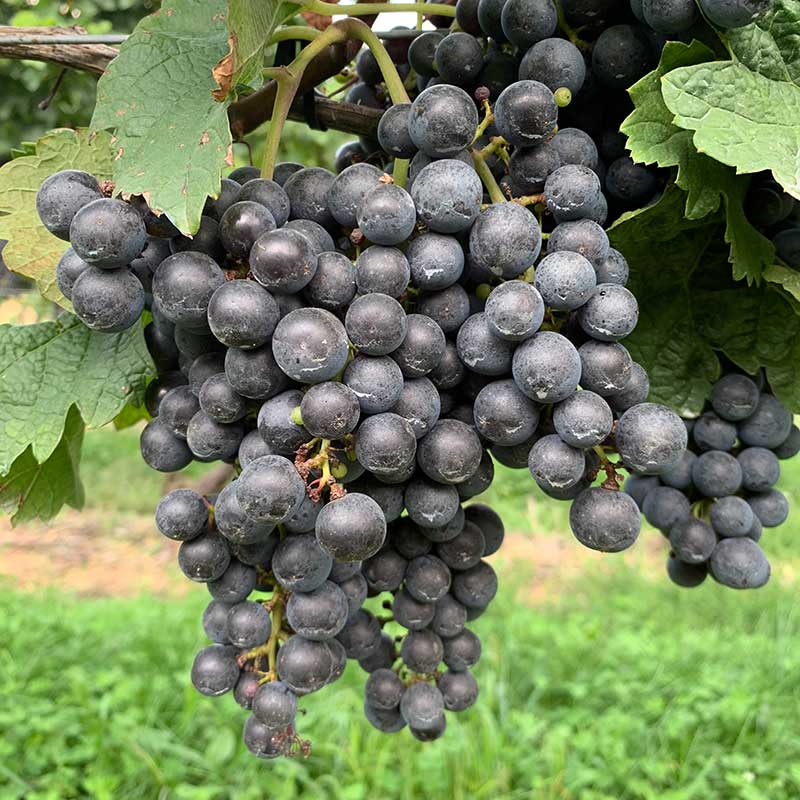 Merlot