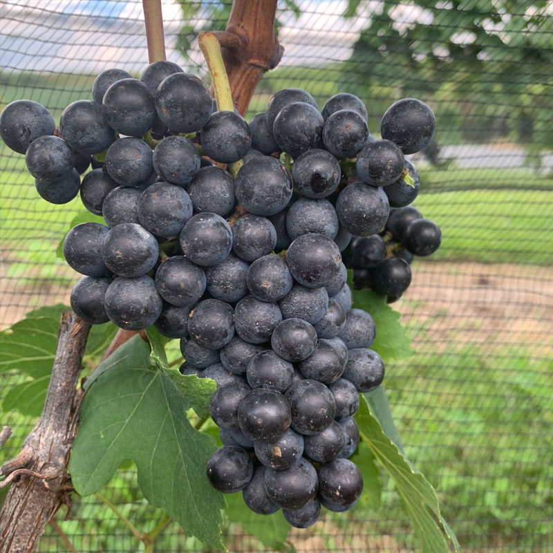 Petit Verdot