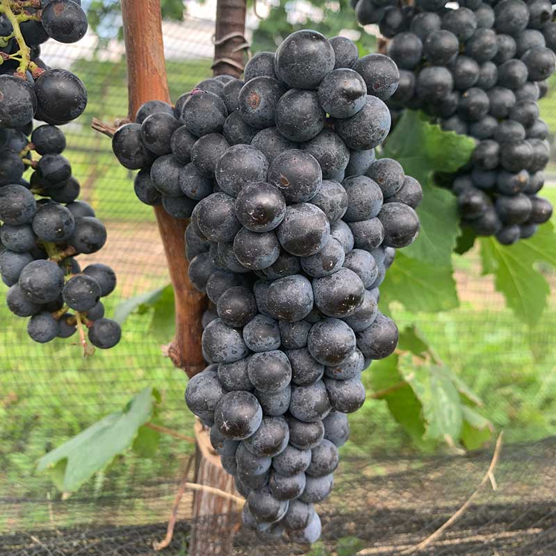 Petit Verdot