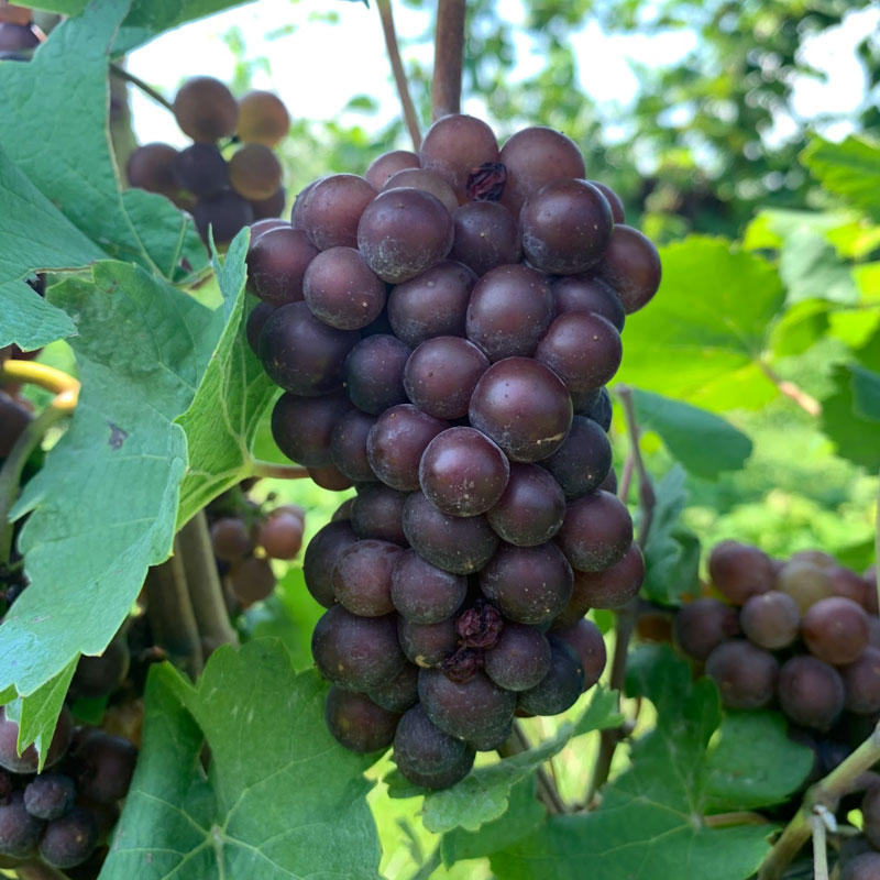 Pinot gris (grigio)