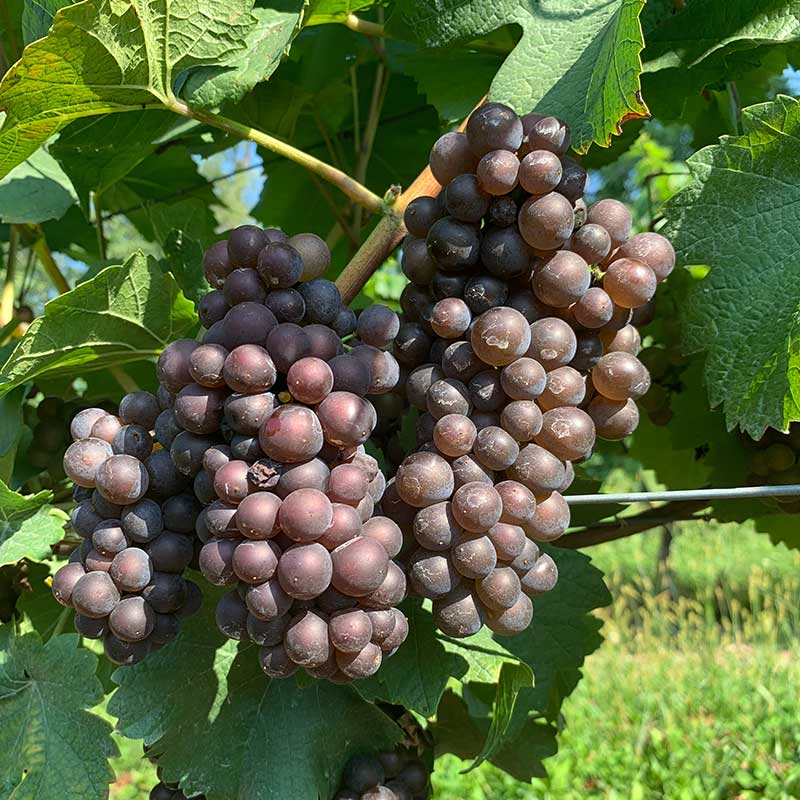 Pinot gris (grigio)