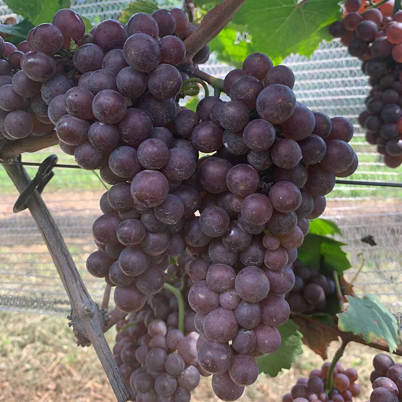 Pinot gris (grigio)