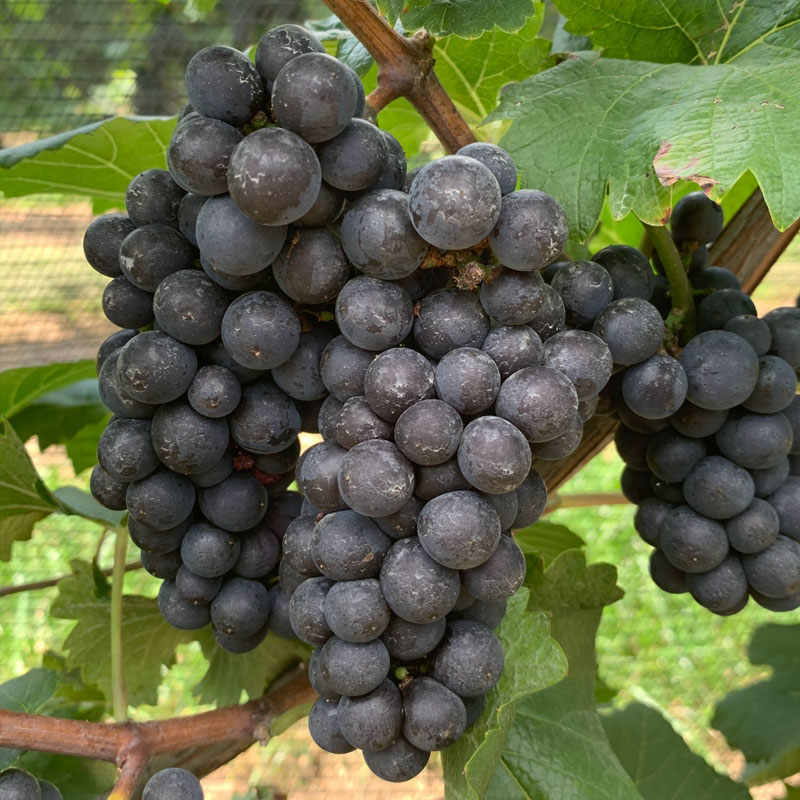 Pinot noir