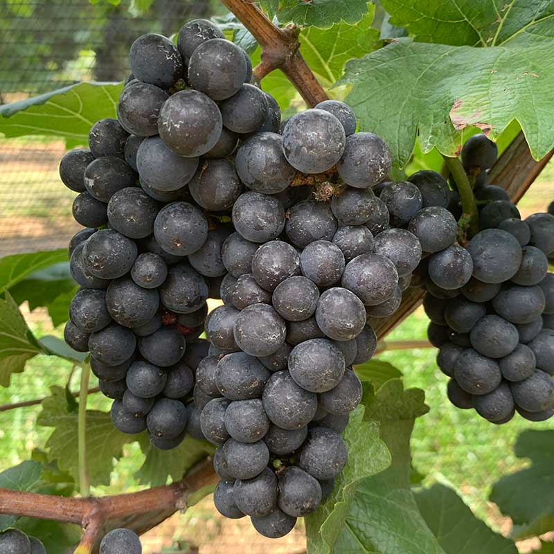Pinot noir