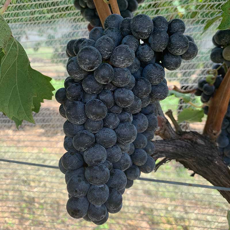 Pinot noir