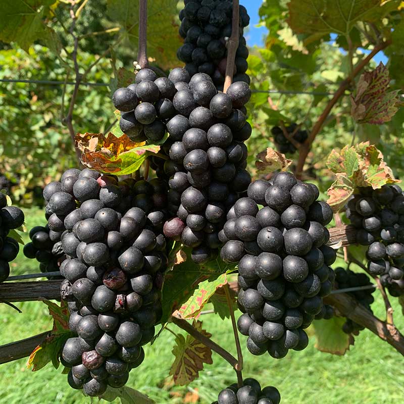 Pinot noir