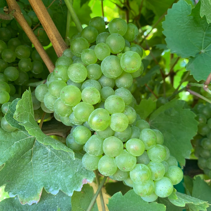 Riesling