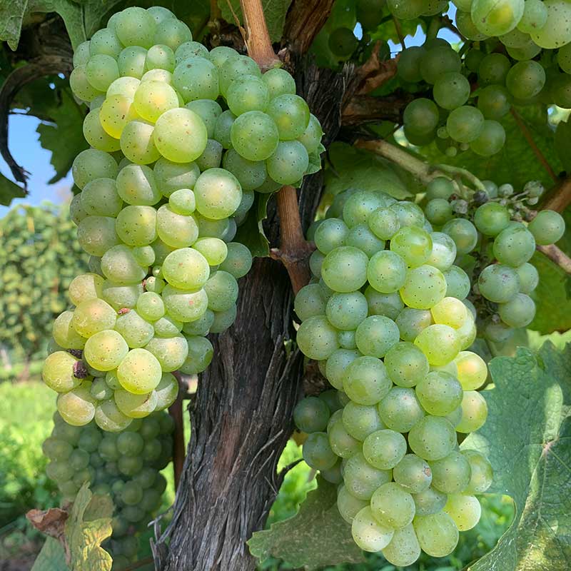 Riesling