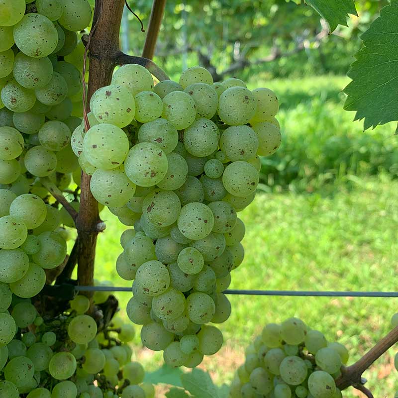 Riesling