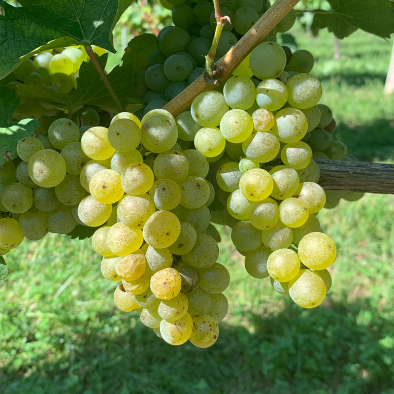 Sauvignon blanc