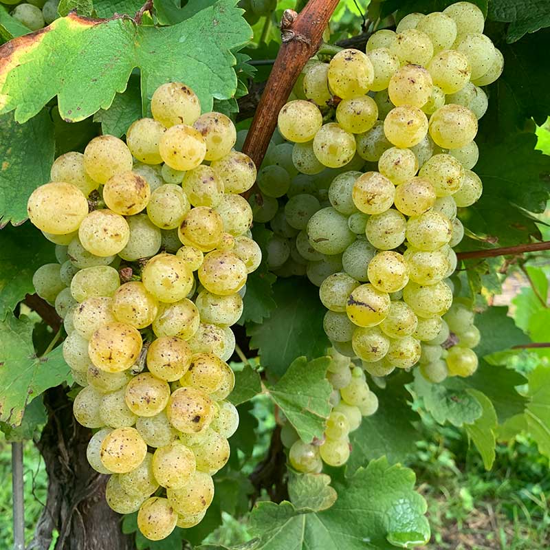 Sauvignon blanc