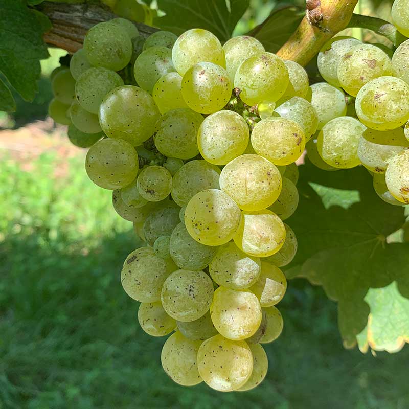 Sauvignon blanc