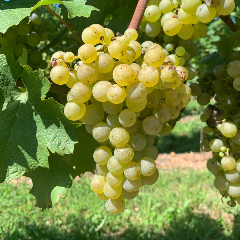 Semillon